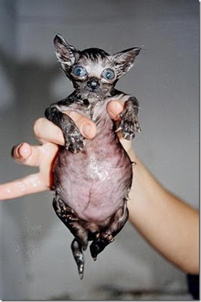 drown_rat_cat drown_rat_cat