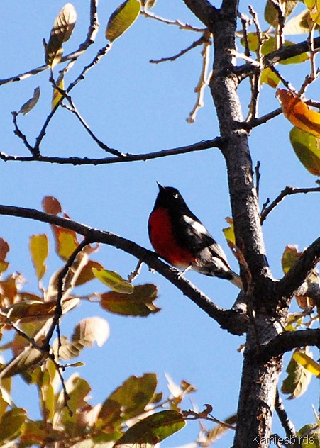 2. painted redstart-kab