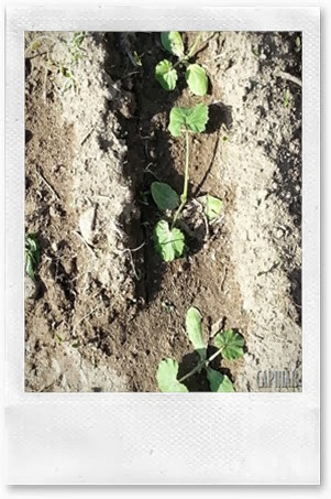 Courgettes Courgettes