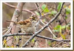 - White-throated SparrowD7K_8994 November 17, 2011 NIKON D7000 - White-throated SparrowD7K_8994 November 17, 2011 NIKON D7000