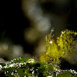 \"Green pygmy hairy shrimp\"