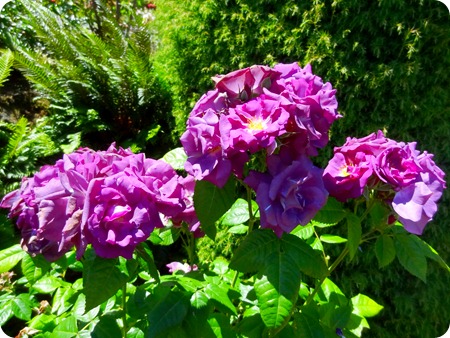 purple roses