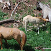 feeding foal with dad.JPG