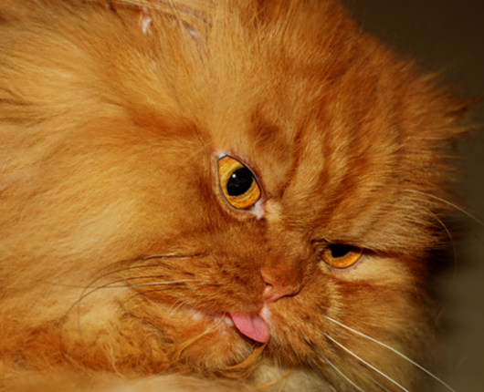 [1303499987_ryzhij_zloj_kot_18.jpg%5B4%5D.png]