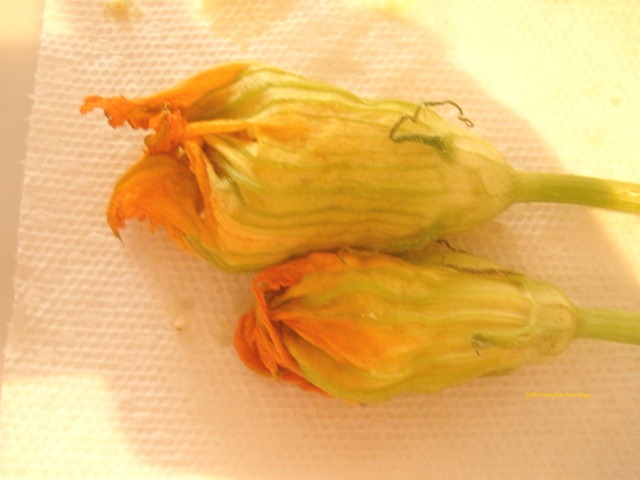 [zucch%2520flowers%2520stuffed%255B4%255D.jpg]
