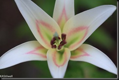 name this lily-3