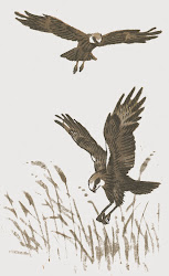 Der Rohrweide (Circus aeruginosus) gehört zu der Reihe von stark geschützten Vögeln, den fanden sich in der Datschitzer Kaskaden.