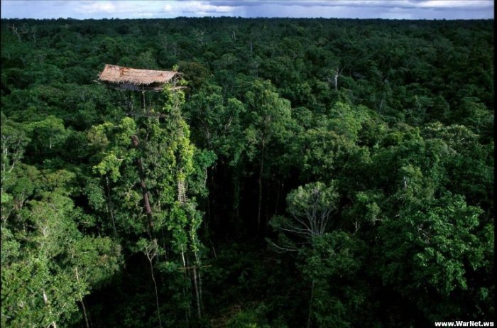 Amazing Tree Houses