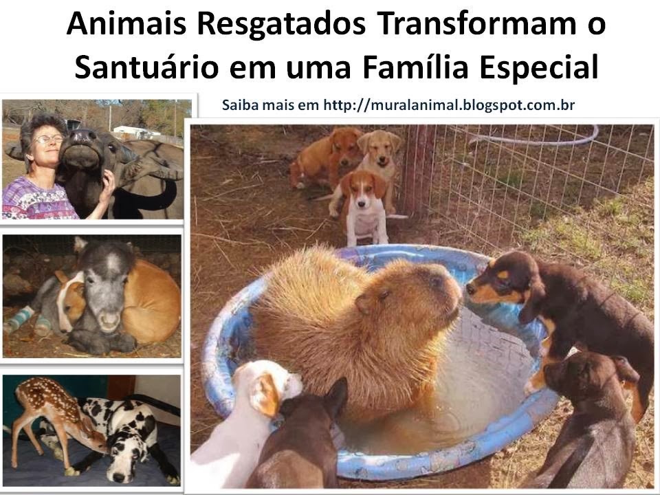 [Animais%2520Resgatados%2520Transformam%2520o%2520Santu%25C3%25A1rio%2520em%2520uma%2520Fam%25C3%25ADlia%255B3%255D.jpg]