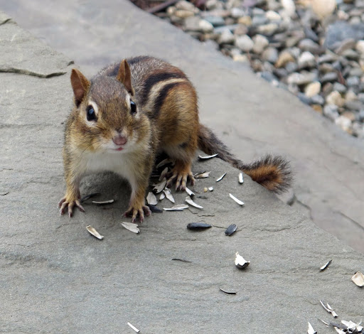 Although, there has been a pesky chipmunk coming around here for the sunflower seeds.  He's more likely to dig smaller holes the size of silver dollars, but let's keep our eyes out for him, just in case!
