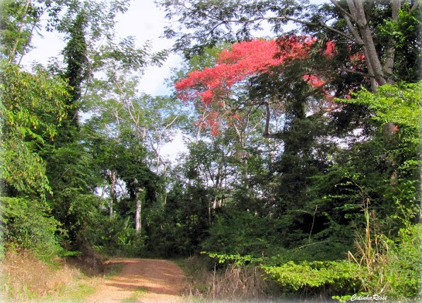 En forêt, environs de Colider (Mato Grosso, Brésil), 29 avril 2012. Photo : Cidinha Rissi