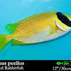 Siganus_puellus2.jpg