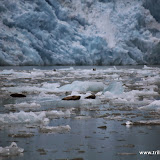 Focas no Iceberg no Tracy Arm - Juneau, Alaska, EUA