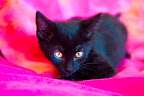 BUTTERCUP-1.jpg
