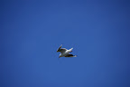 DSC00831.JPG