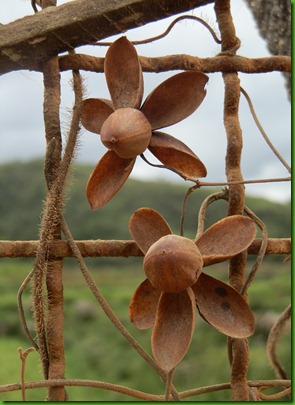 Mini Rosa de Madeira (2)