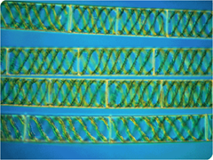 Spirogyra Spirogyra