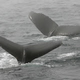 Humpback whales in fog