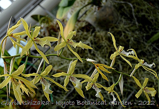 Glória Ishizaka -   Kyoto Botanical Garden 2012 - 27