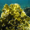  Snorkel Buck Island Reef 