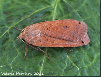 large-yellow-underwing (2) large-yellow-underwing (2)
