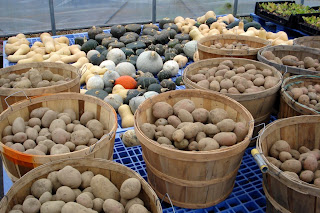 Produce at my brother John's farm