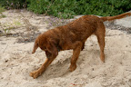 Eva is determined to find buried treasure...or a bone...same thing! Photo by Paul Morse