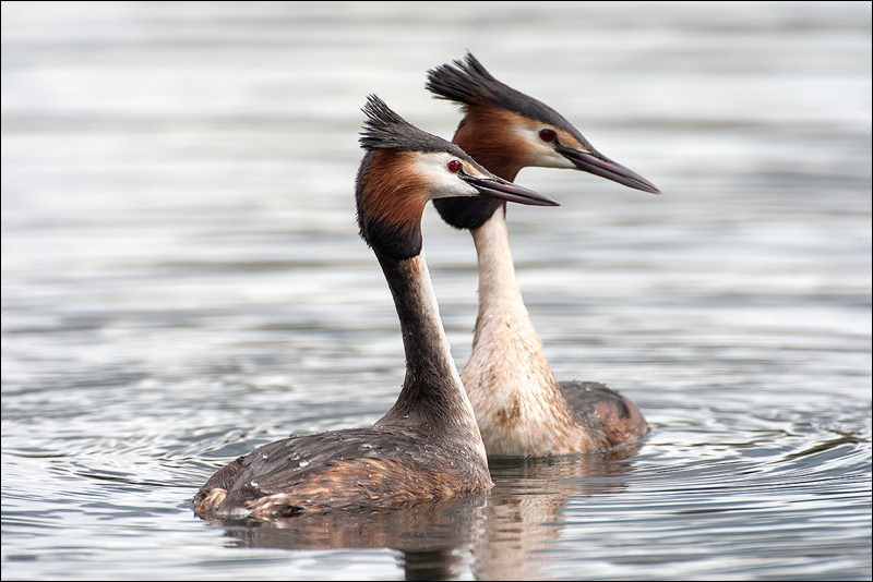 Great Crested Grebe