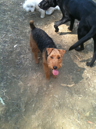 Good Dogs