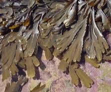 [seaweed%2520%2520brown%255B2%255D.jpg]