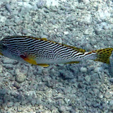 Yellow, Red, Black, and White - Noumea, New Caledonia