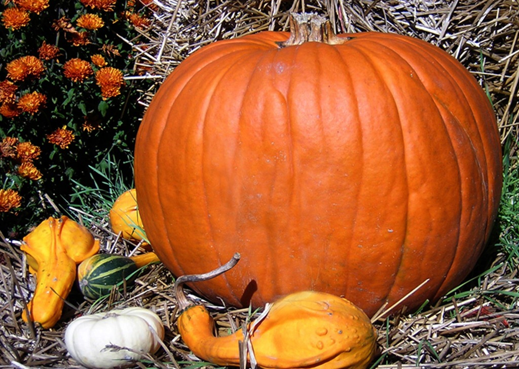 [pumpkin-and-gourds-068.jpg]