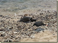 20140504_sea turtle Hale'iwa Beach Park (Small)