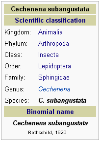 Klasifikasi Ilmiah Ngengat Cechenena subangustata