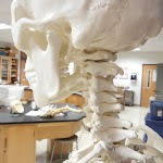 hyoid_atlas.JPG