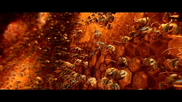[abeilles2.jpg]
