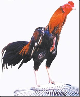 AYAM ADUAN DAN AYAM HIAS ACEH: Kriteria Ayam Petarung Ideal