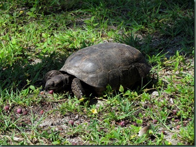 Gopher Tortoise