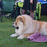 International Dog Show Łódź 2011