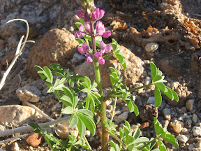 MountLaguna 030.jpg
