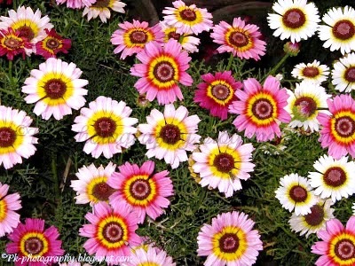 [PaintedDaisyTricolor12.jpg]