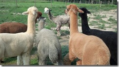 alpacas playing in water