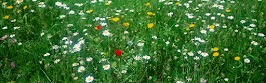 flower panoram_nebesnoe.info_20.jpg