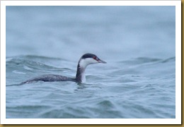 - Horned Grebe ROT_9183 November 17, 2011 NIKON D3S