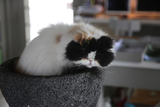 Yawn...I was having the most wonderful dream.