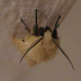Buff Ermine Moth - notice the feathery antennae, which are one of the best ways of differentiating the moths from the butterflies (most butterflies have thin stem-like antennae with a blob on the end).