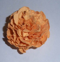 101_0077 101_0077