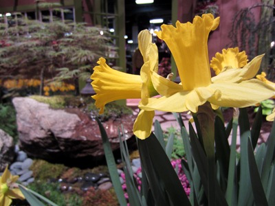 Spring flowers - daffodils