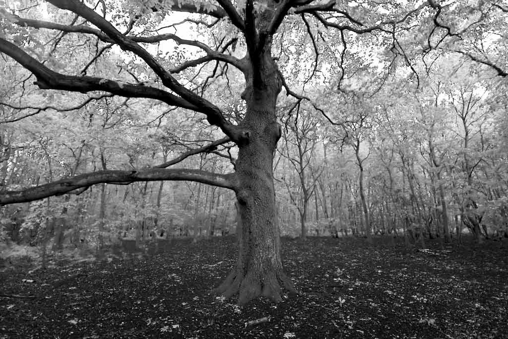 [The-Trees-9%255B5%255D.jpg]