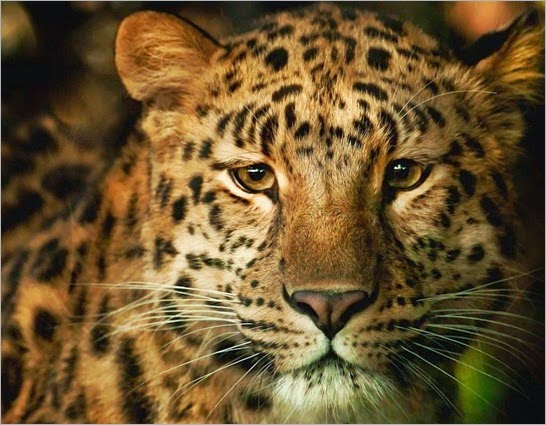 leopard-desktop-background-577661 (1)